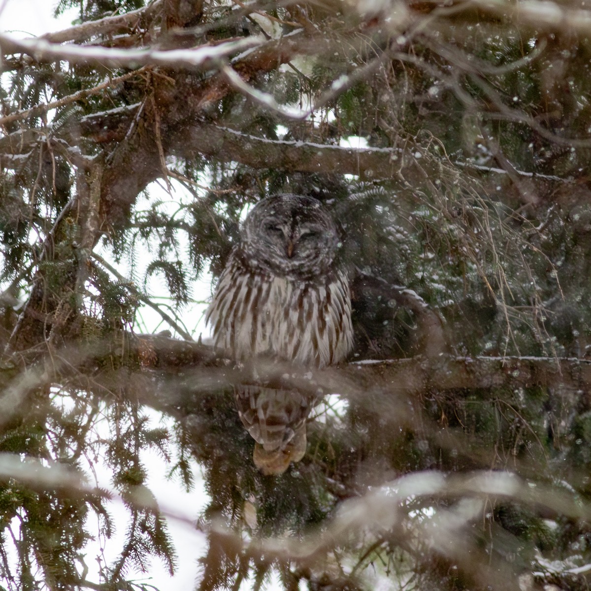 Barred Owl - ML646081196