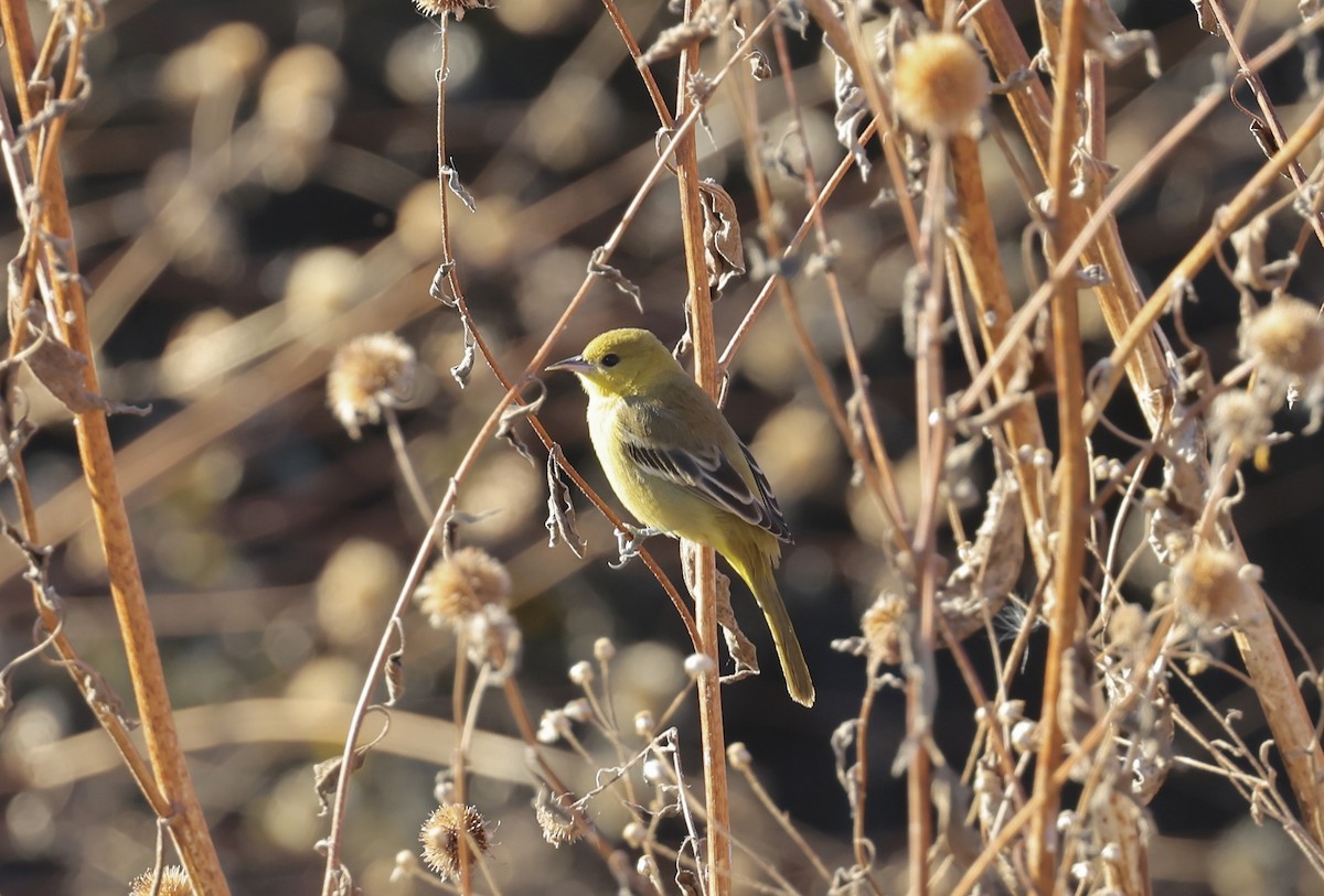 Orchard Oriole - ML646081198