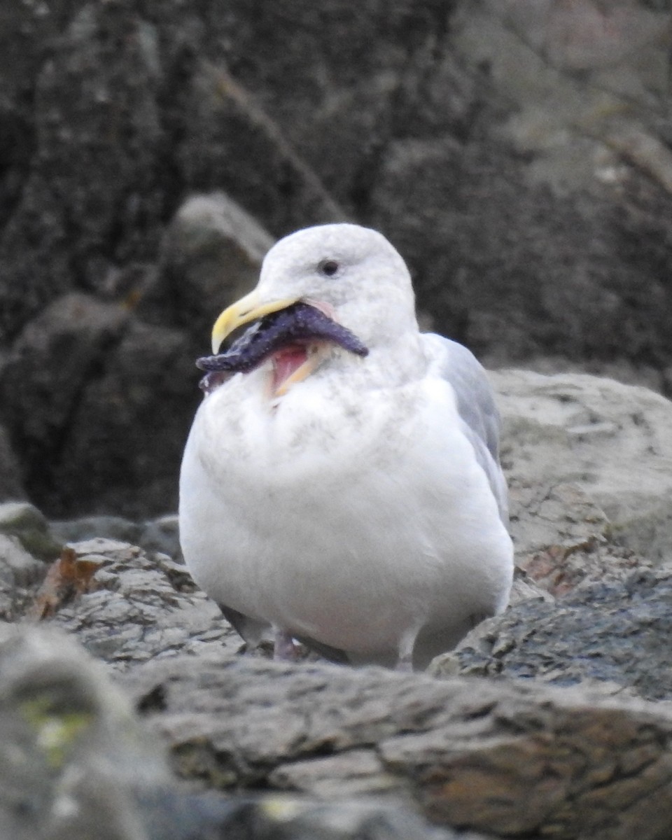 Glaucous-winged Gull - ML646081199