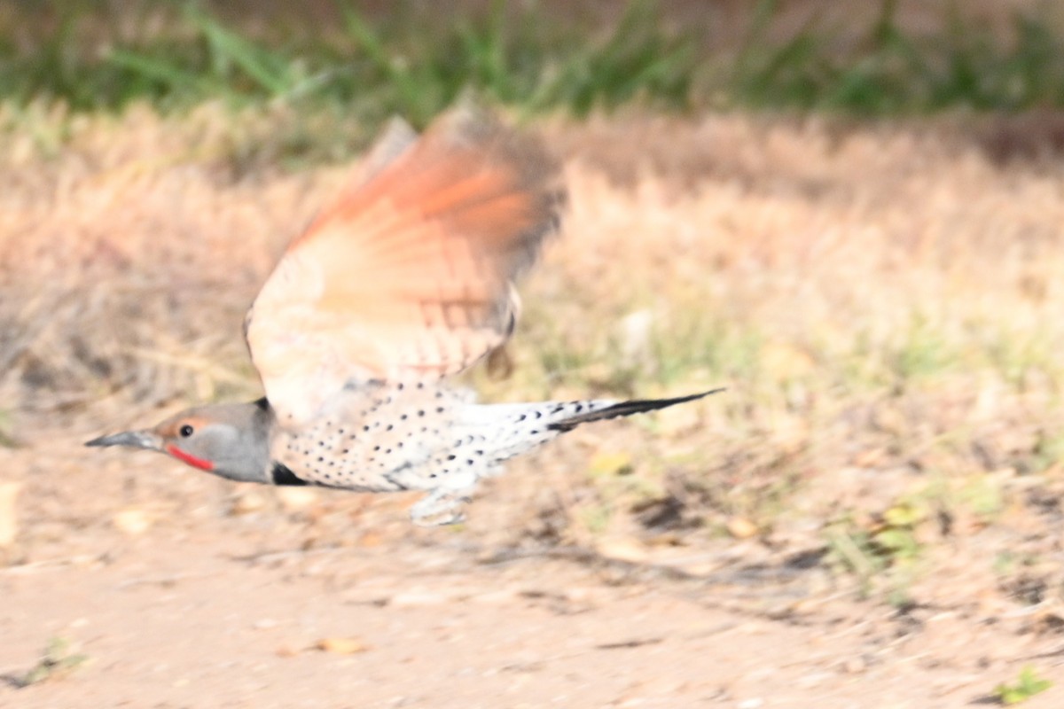 Northern Flicker - ML646081200
