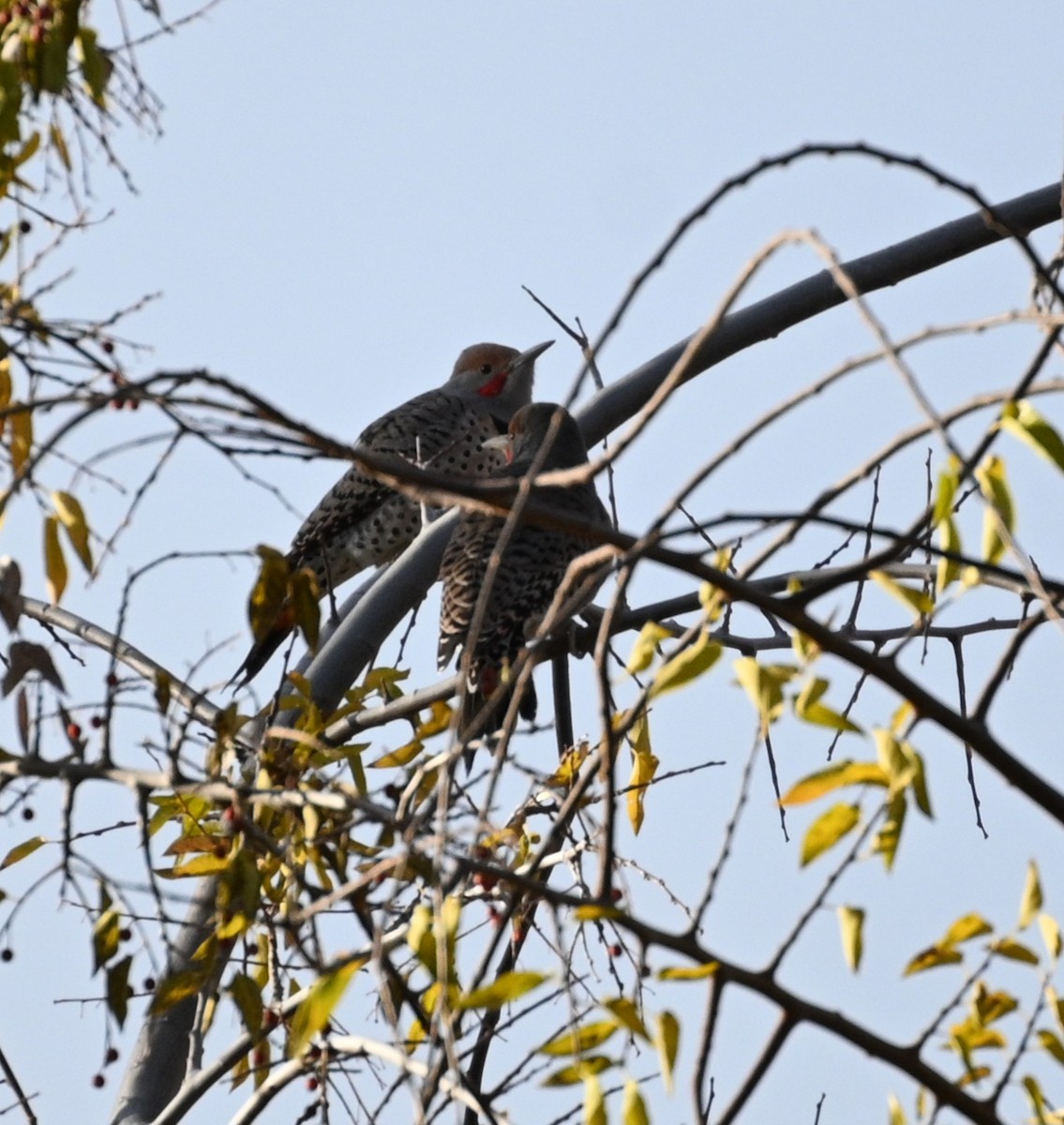 gullspett - ML646081201