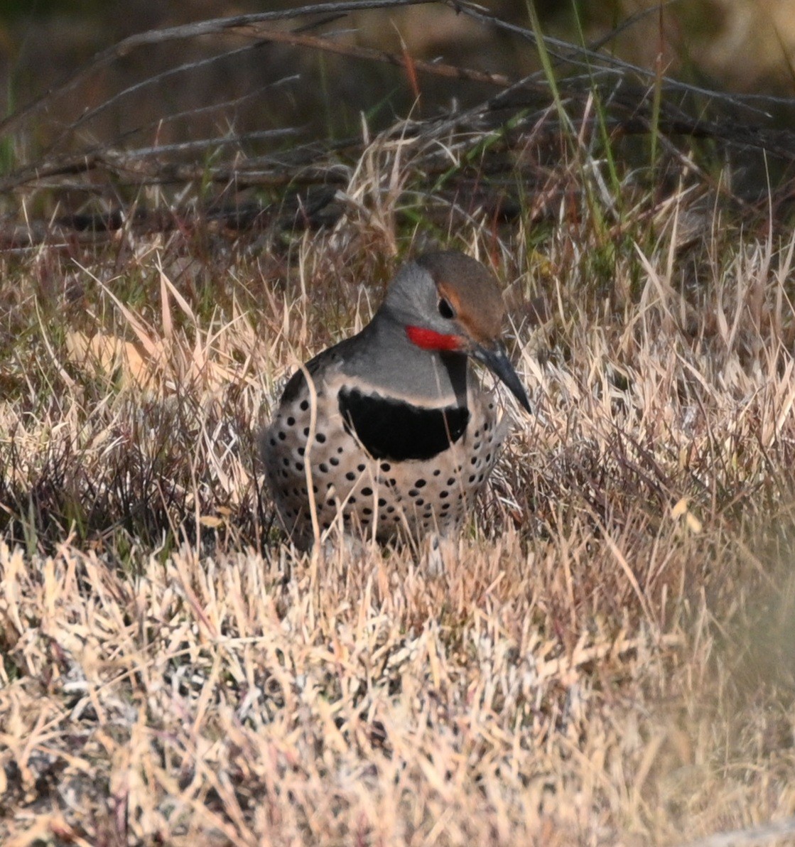 Northern Flicker - ML646081202