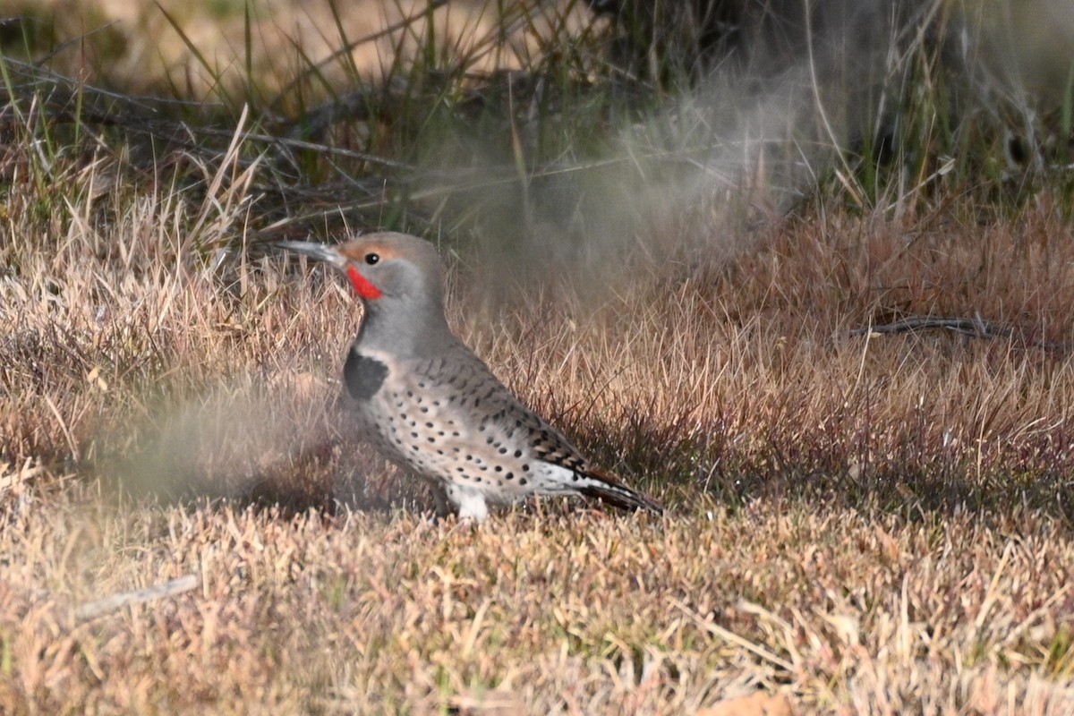 gullspett - ML646081203