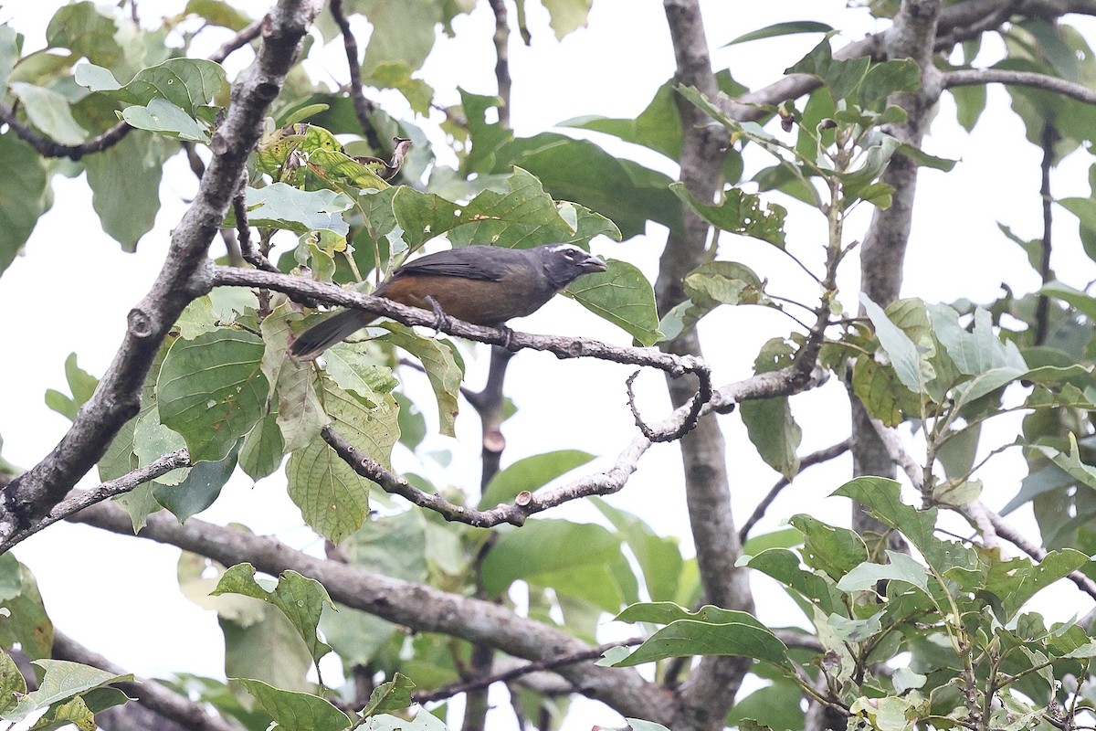 Cinnamon-bellied Saltator - ML646081204