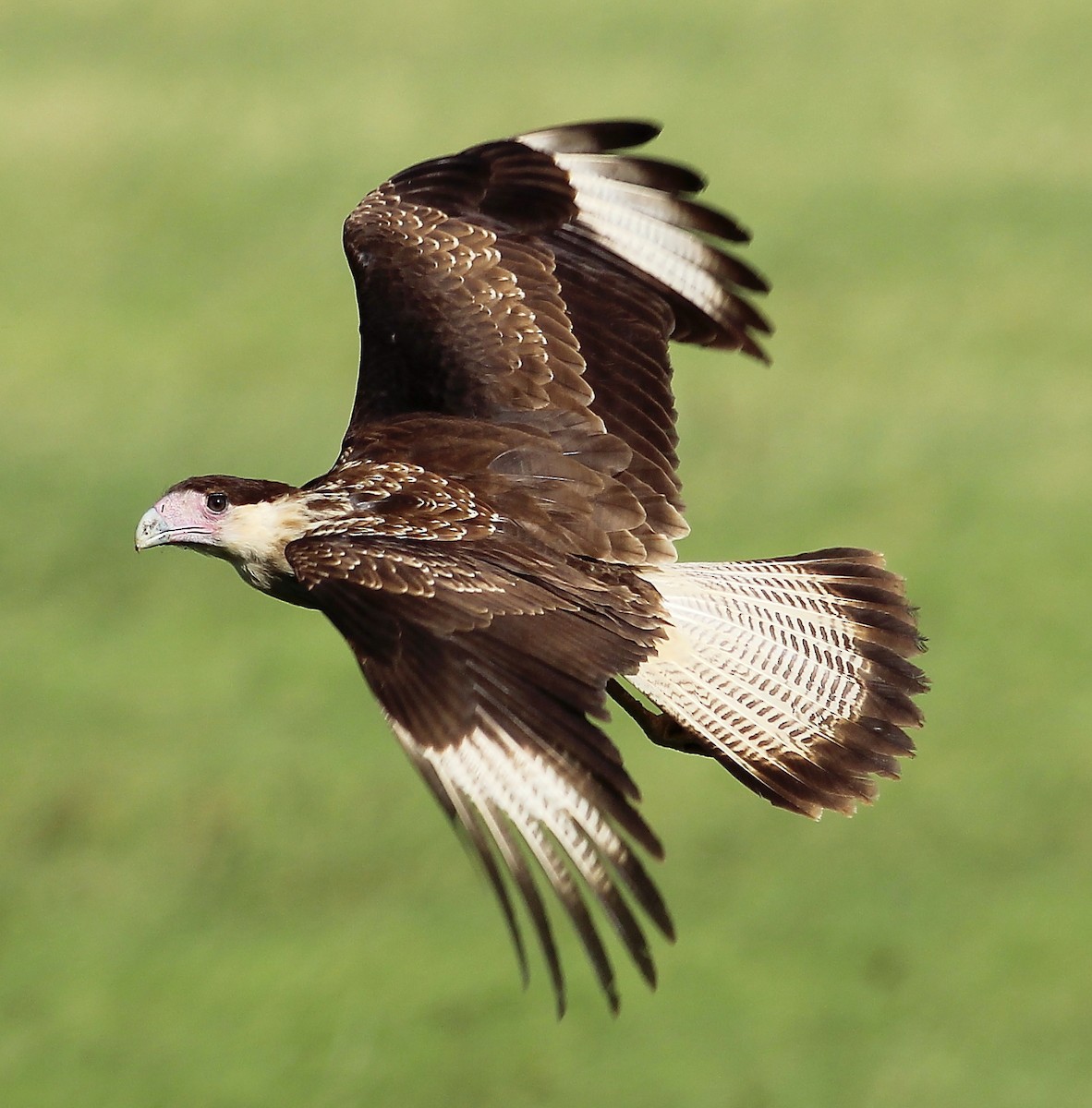 Crested Caracara (Northern) - Jason Leifester
