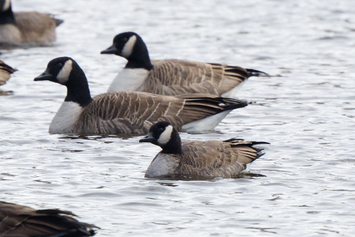 Cackling Goose - ML646081214