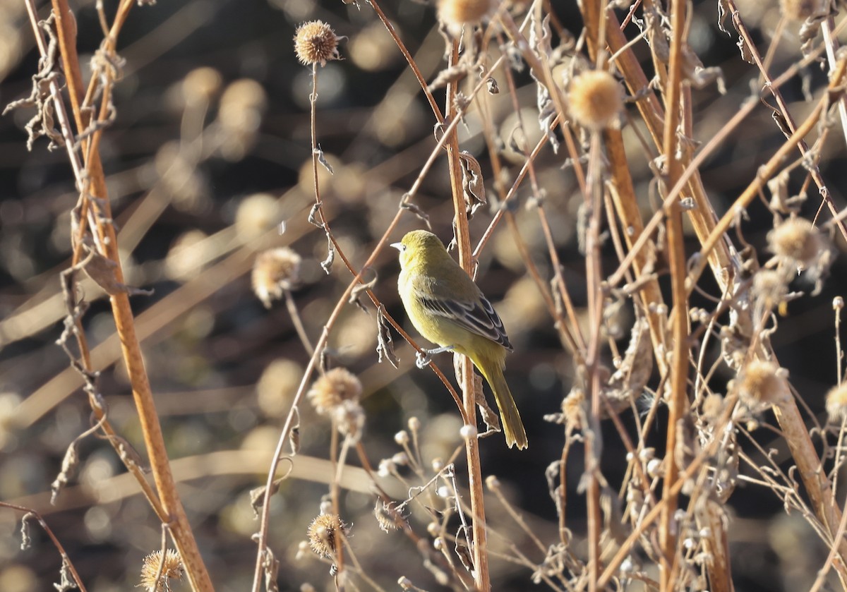 Orchard Oriole - ML646081219