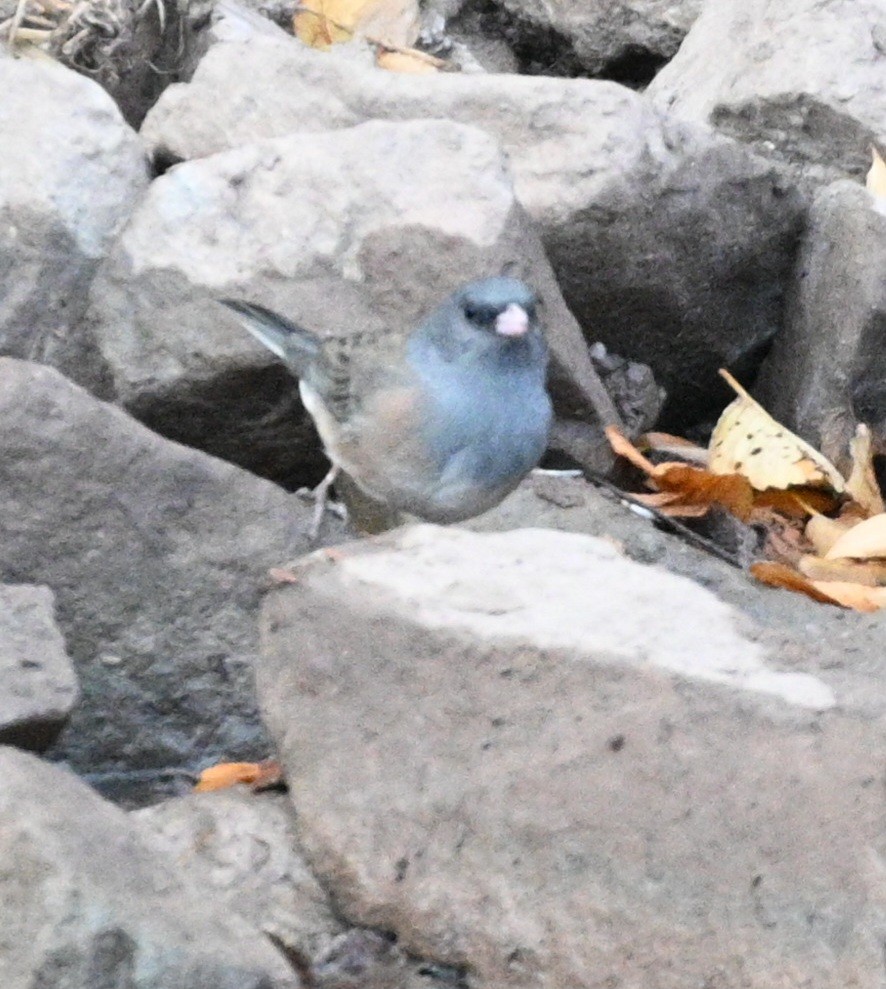 Dark-eyed Junco - ML646081222