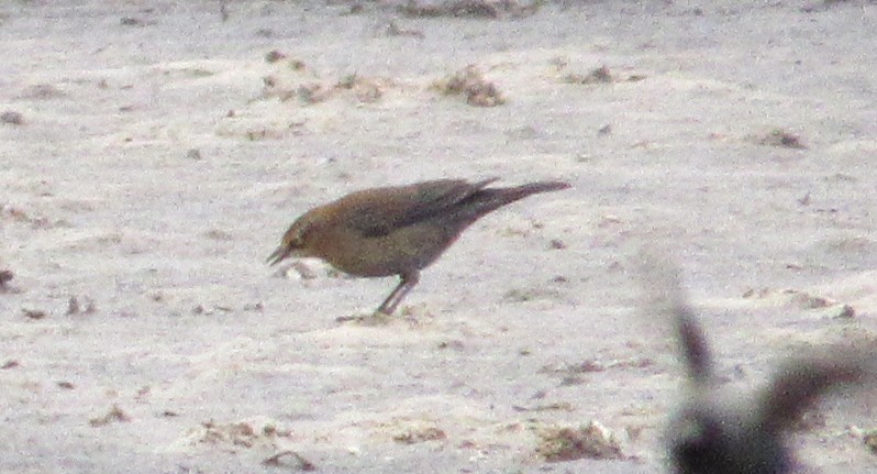 Rusty Blackbird - ML646081223