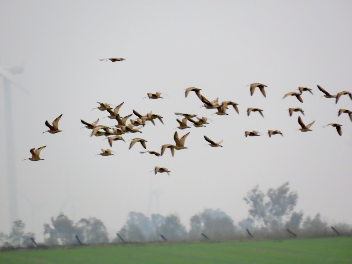 Long-billed Curlew - ML646081230