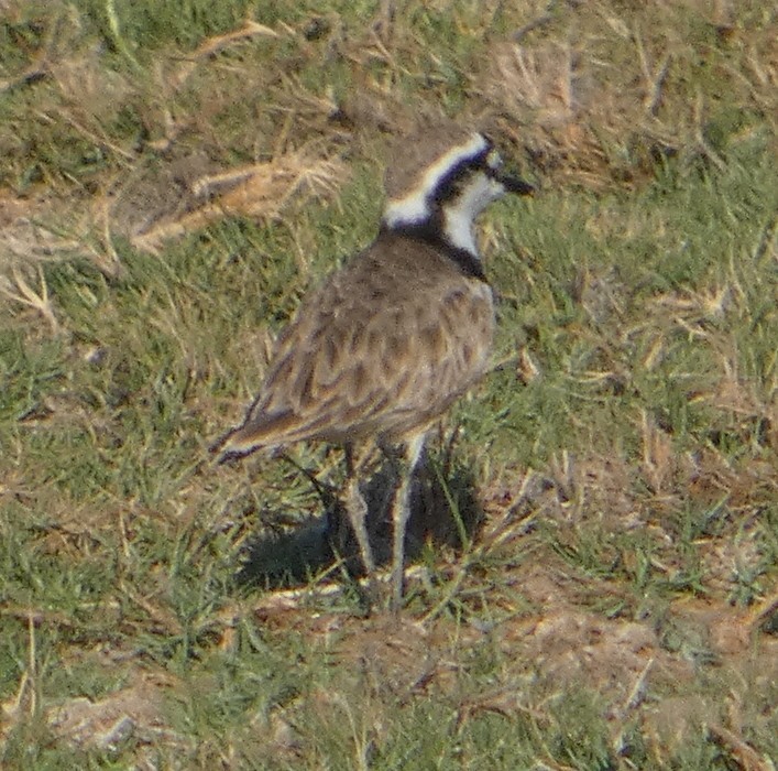 Madagascar Plover - ML646081231