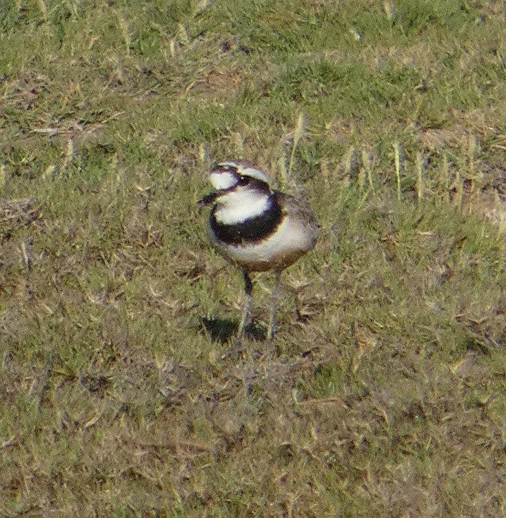 Madagascar Plover - ML646081232