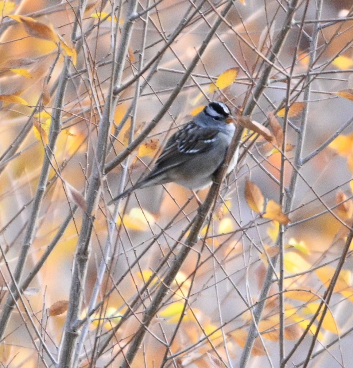 White-crowned Sparrow - ML646081233