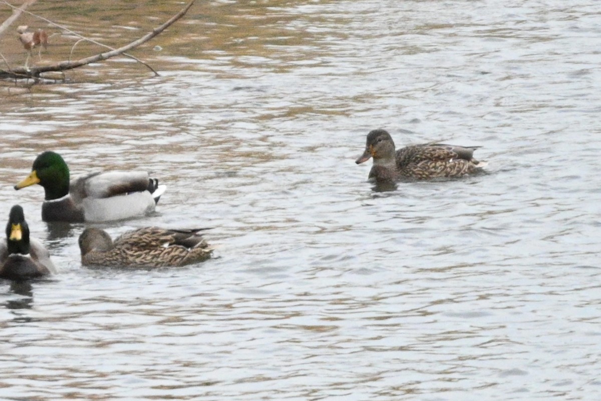 Зэрлэг нугас - ML646081242