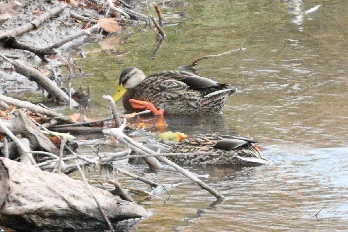 Зэрлэг нугас - ML646081243