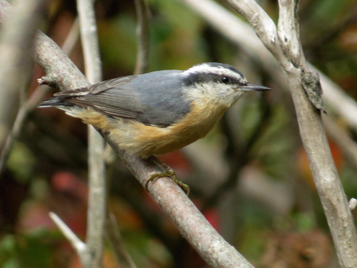 Red-breasted Nuthatch - ML646081251