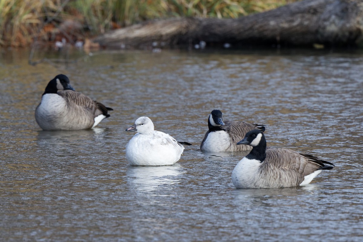 Snow Goose - ML646081254