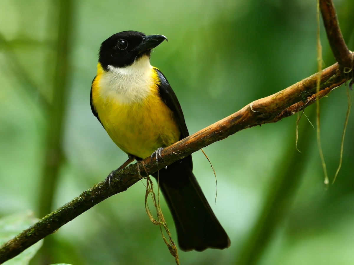White-throated Shrike-Tanager - ML646081256