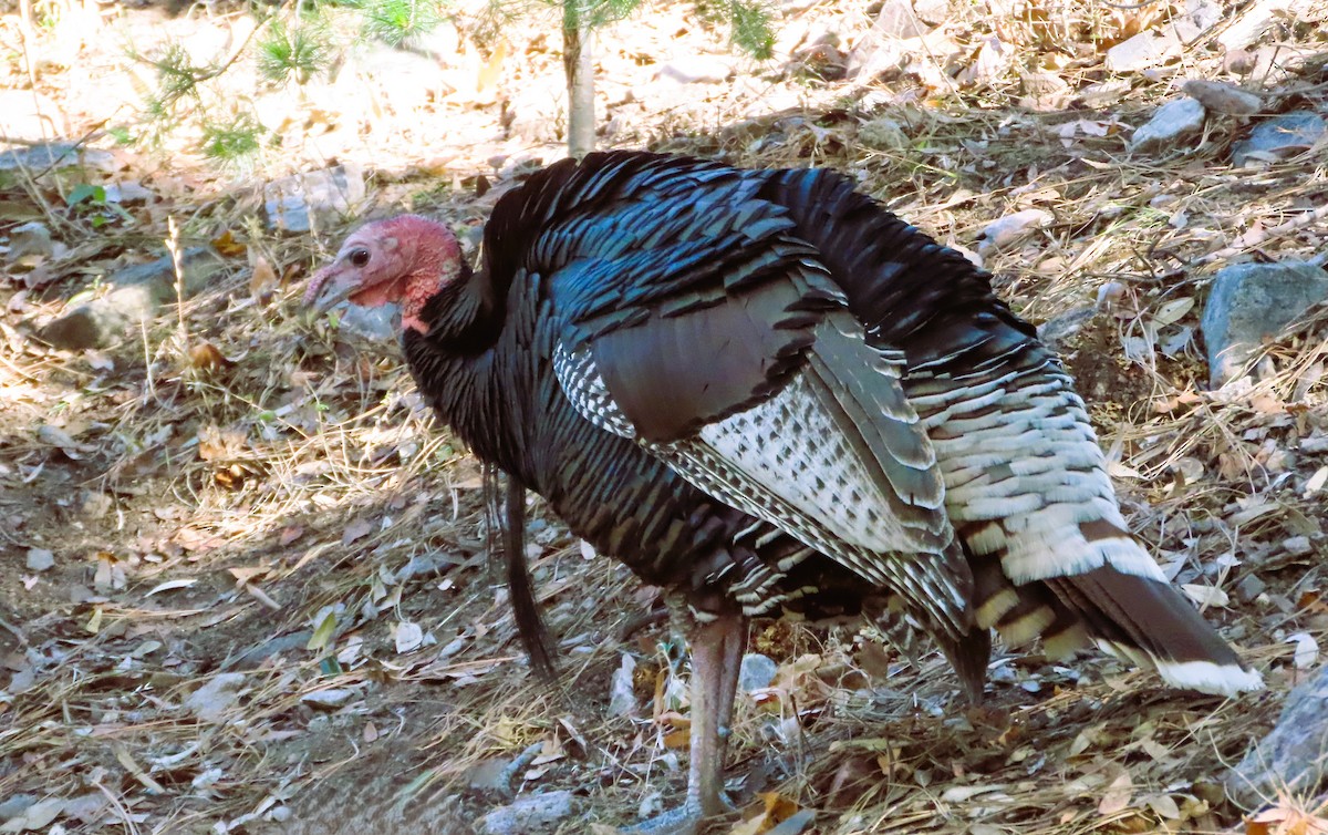 Wild Turkey - ML646081268