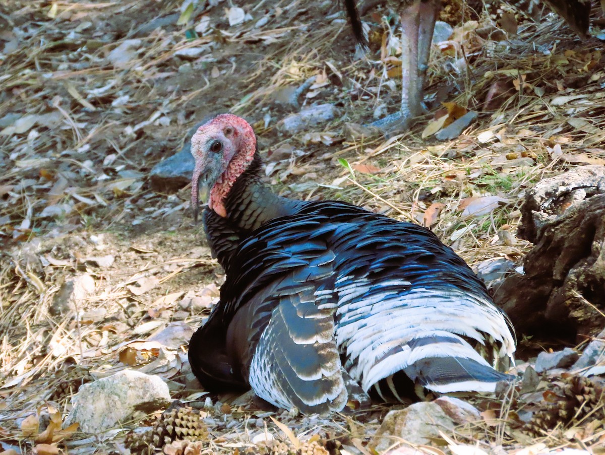 Wild Turkey - ML646081269