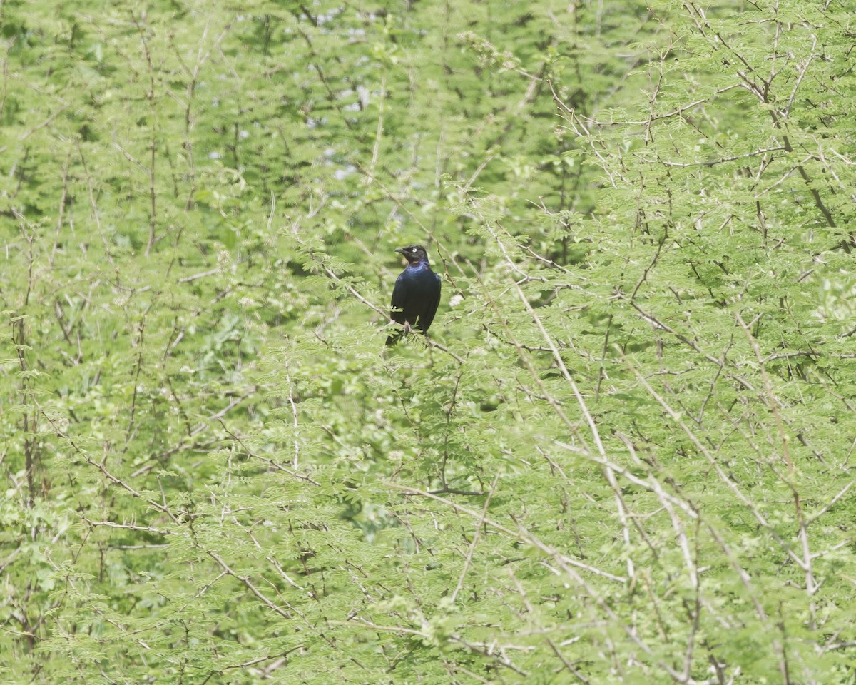 leskoptev proužkoocasá - ML646081271