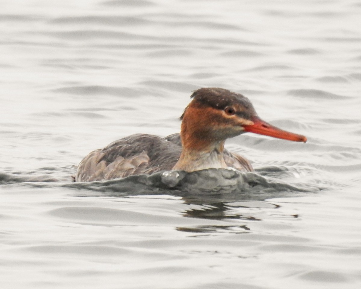 Red-breasted Merganser - ML646081277