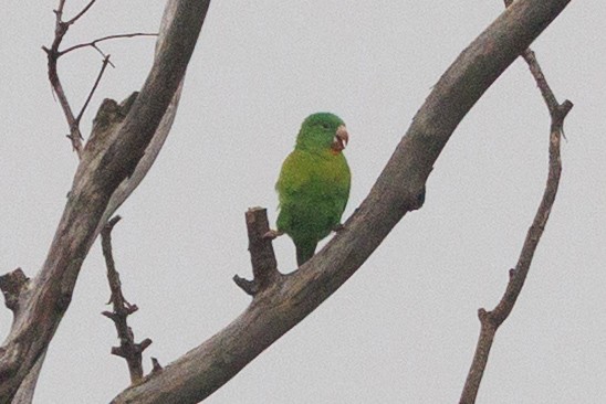 Orange-chinned Parakeet - ML646081292
