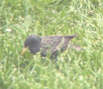 European Starling - ML646081294