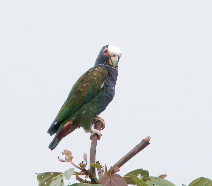 White-crowned Parrot - ML646081311