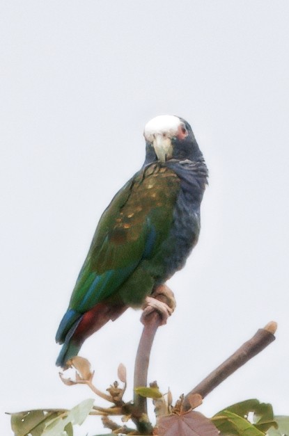 White-crowned Parrot - ML646081312