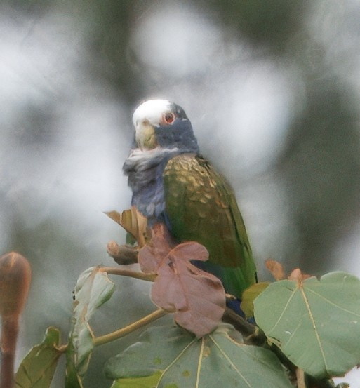 White-crowned Parrot - ML646081313