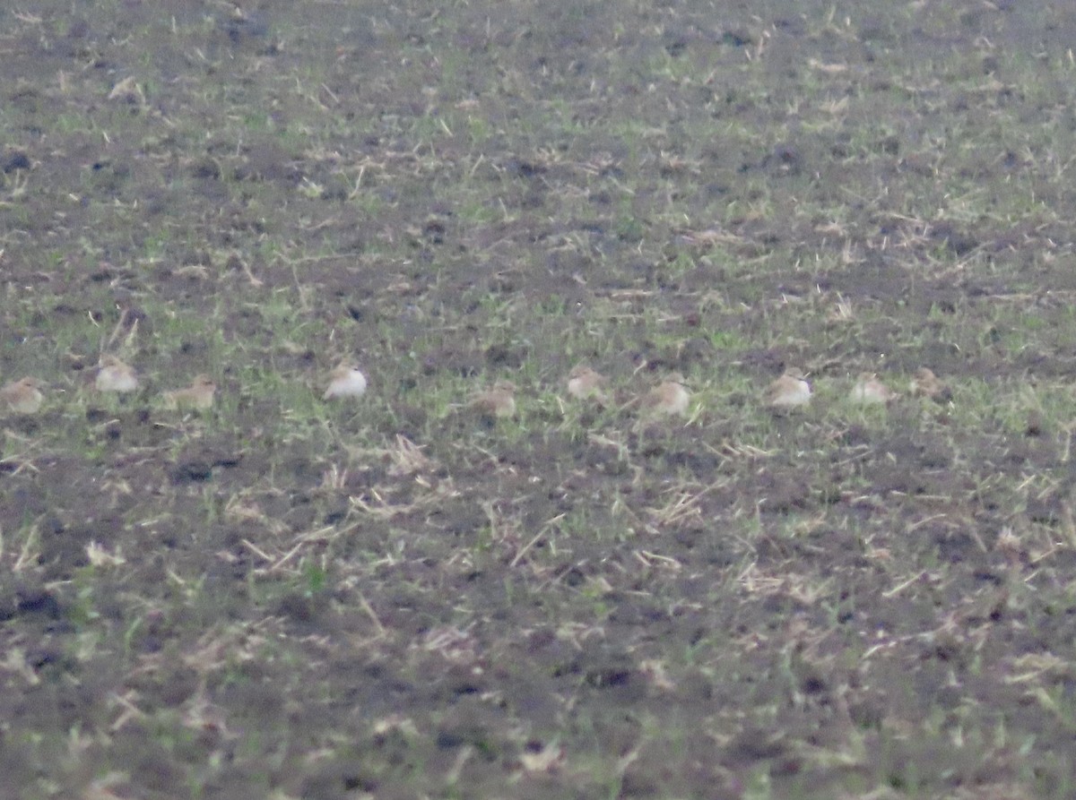 Pluvier montagnard - ML646081315