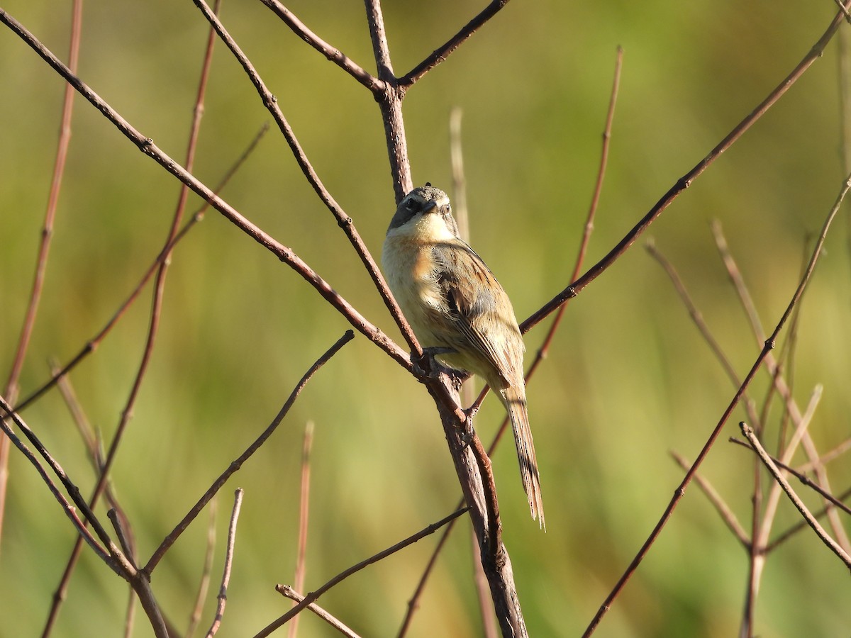 Long-tailed Reed Finch - ML646081322