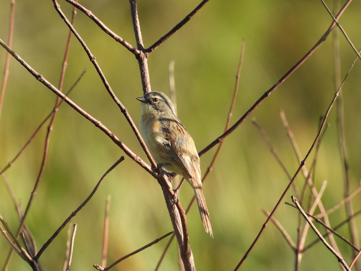 Long-tailed Reed Finch - ML646081323
