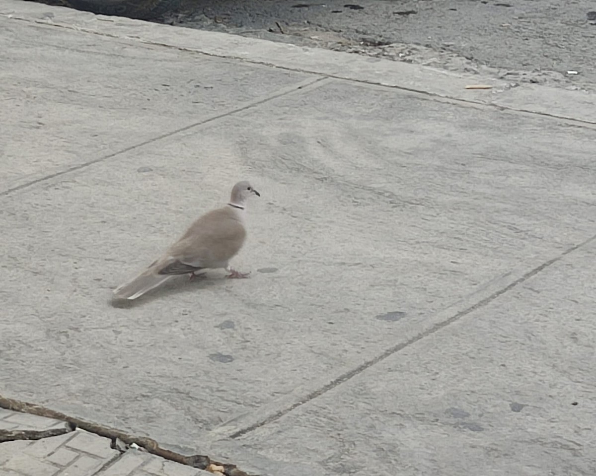 Eurasian Collared-Dove - ML646081346