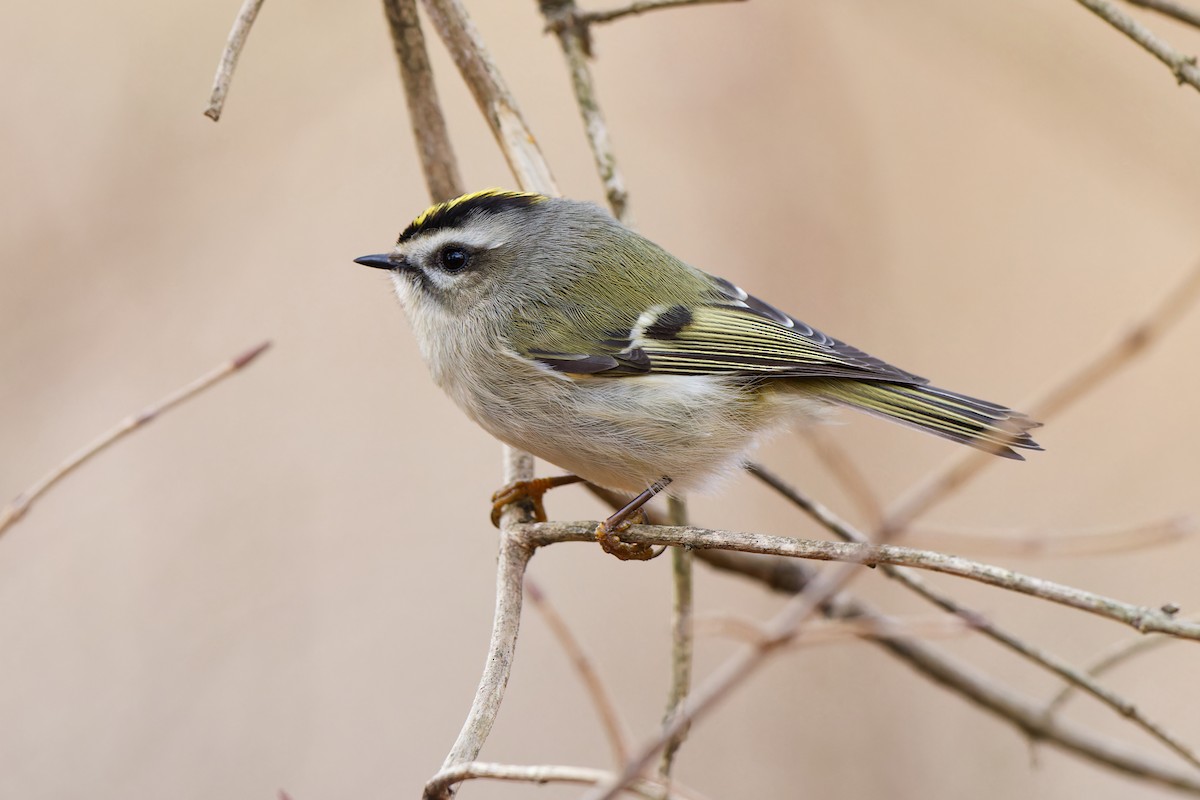 Golden-crowned Kinglet - ML646081348