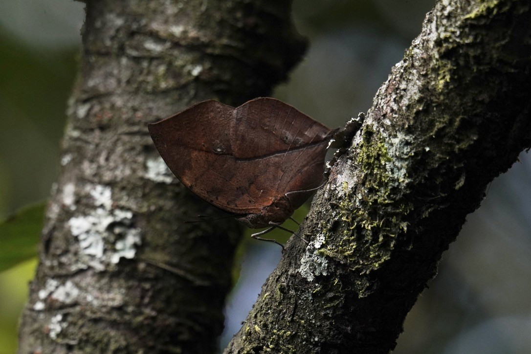 Orange Oakleaf - ML646081353