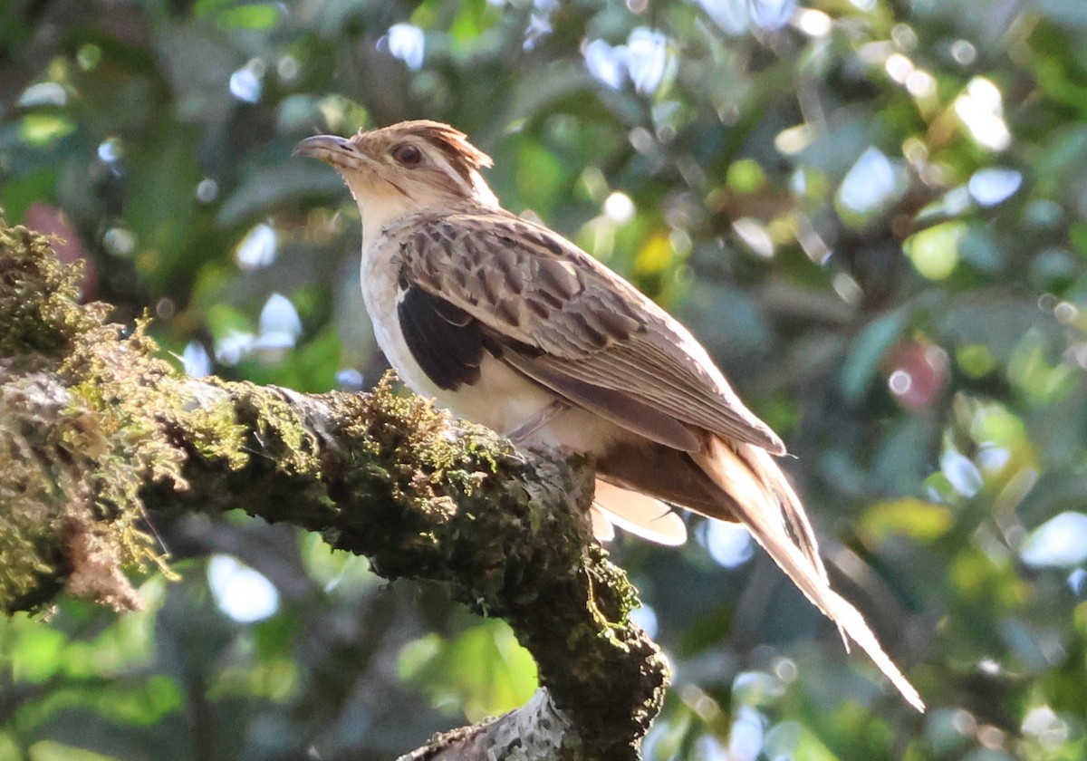 Striped Cuckoo - ML646081365