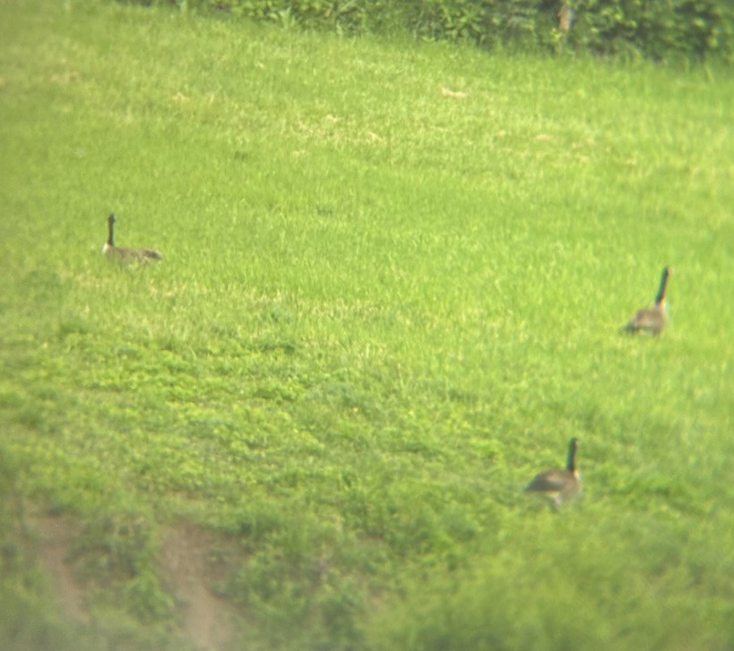 Canada Goose (canadensis Group) - ML646081366