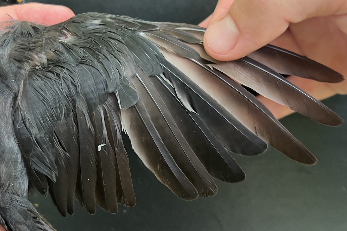 Micronesian Starling - ML646081367