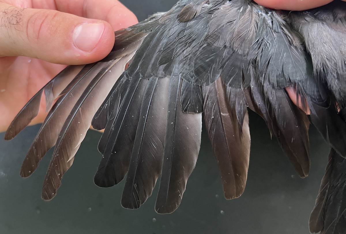 Micronesian Starling - ML646081368