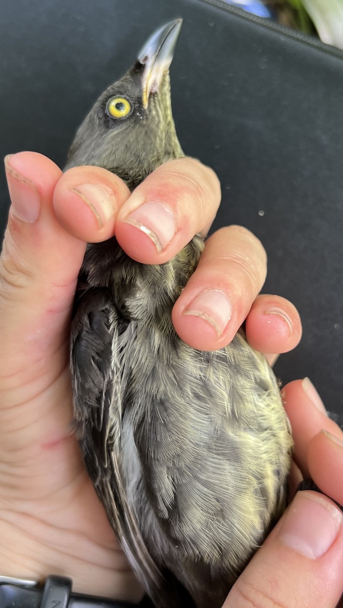 Micronesian Starling - ML646081369