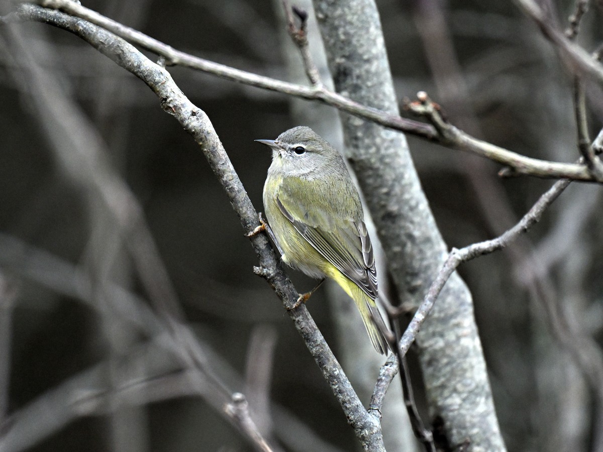 Orange-crowned Warbler - ML646081387