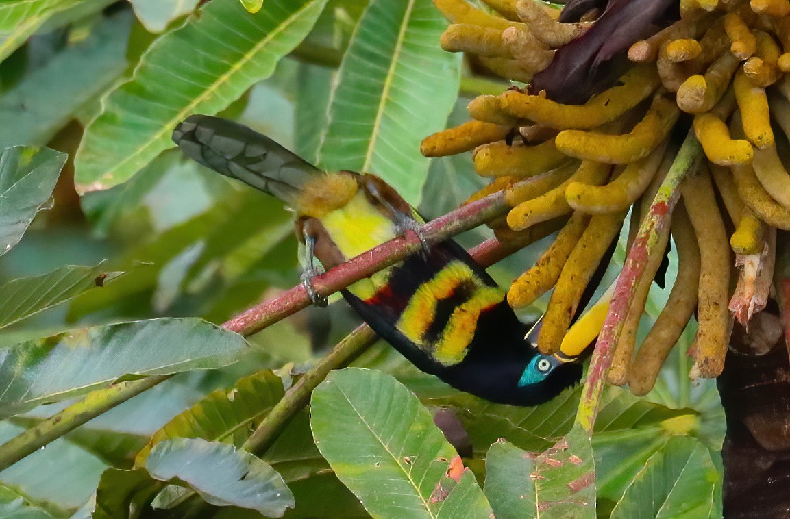 Many-banded Aracari - ML646081388