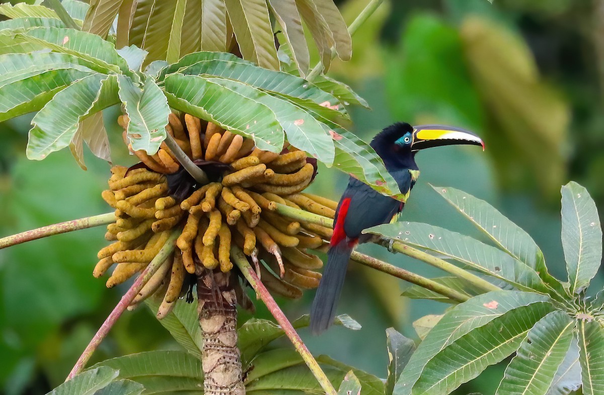 Many-banded Aracari - ML646081389