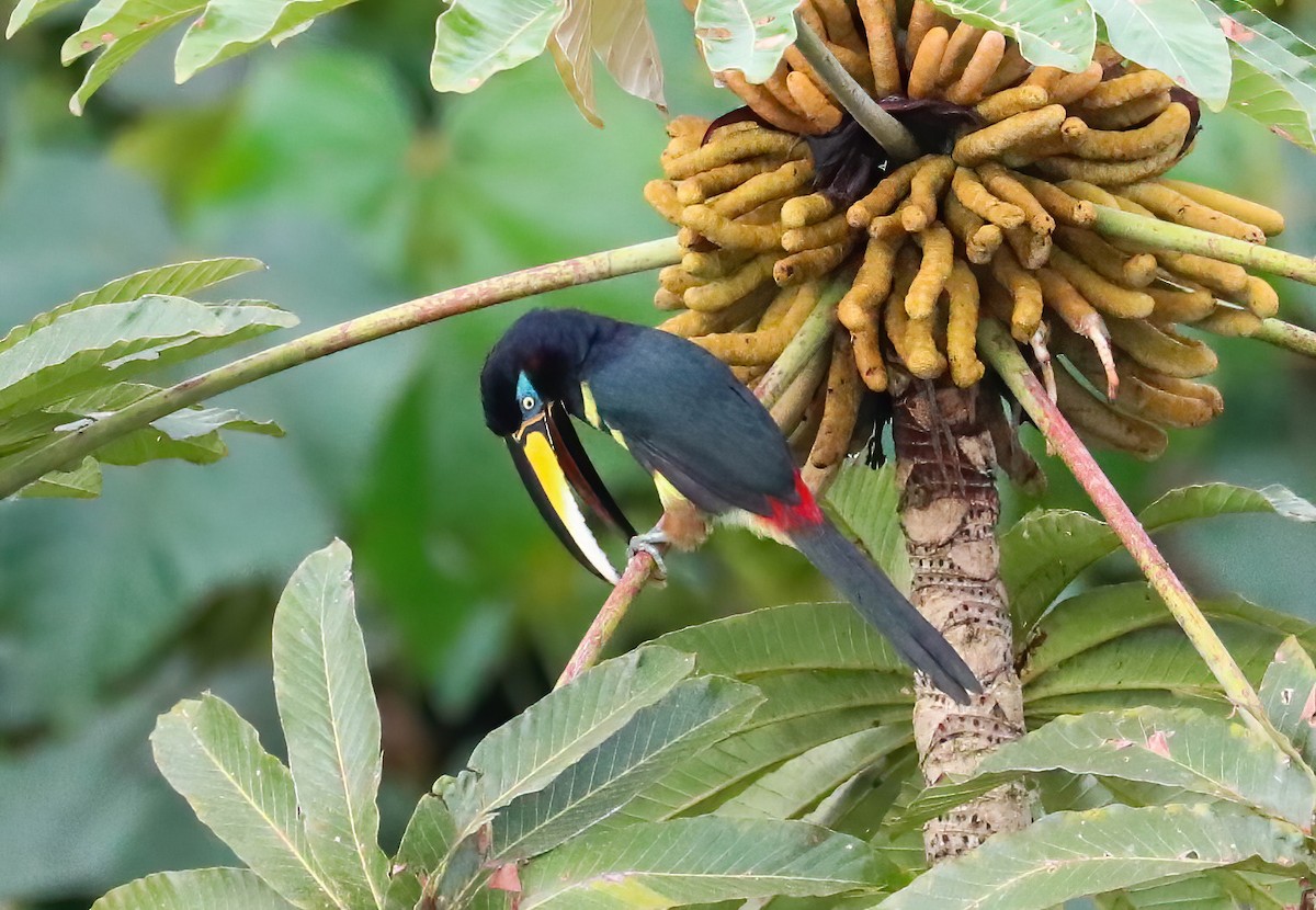 Many-banded Aracari - ML646081390