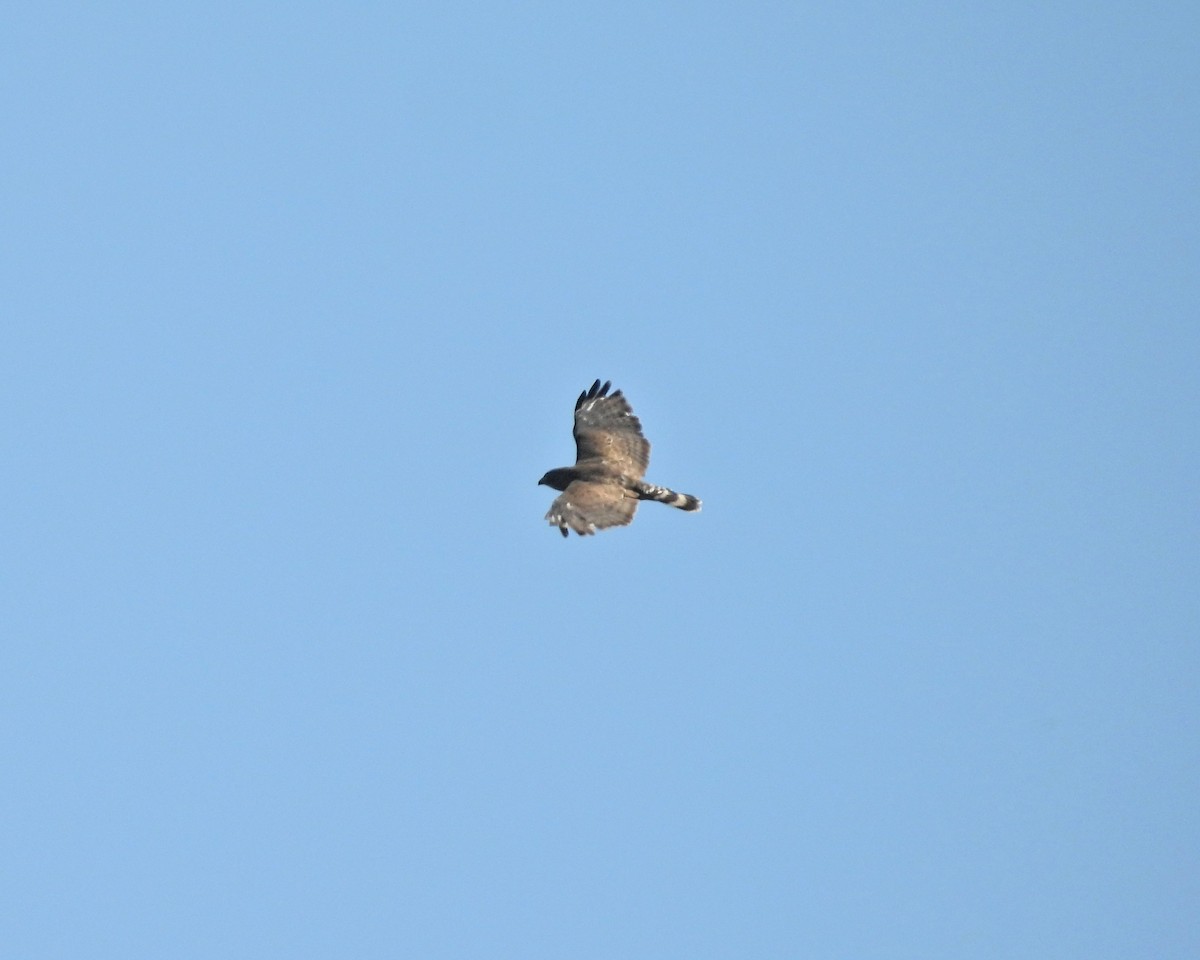 Broad-winged Hawk - ML646081393