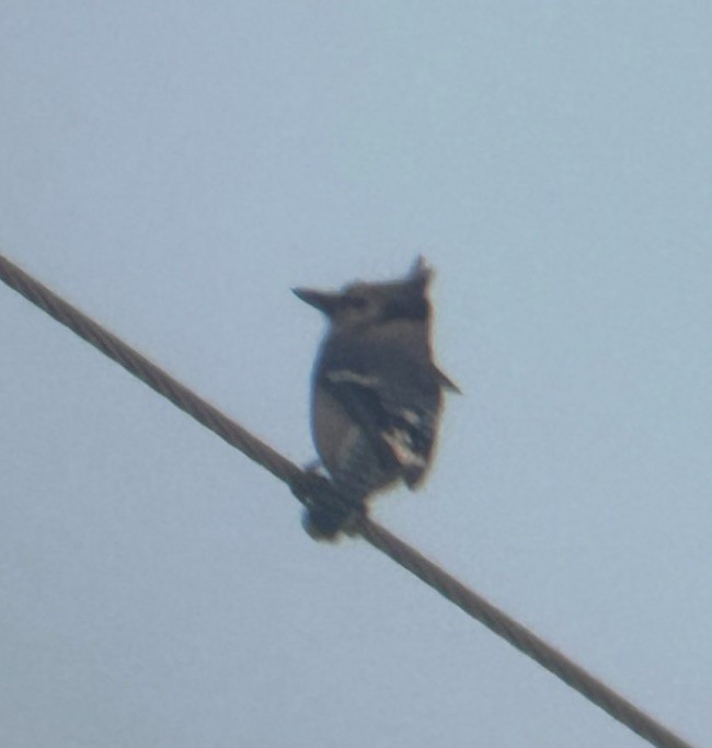 Сизойка блакитна - ML646081400