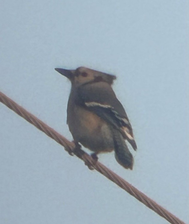 Сизойка блакитна - ML646081401