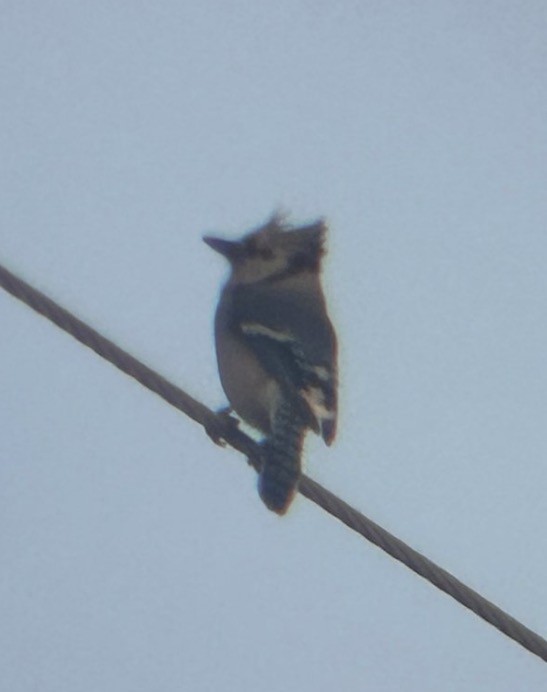 Сизойка блакитна - ML646081402